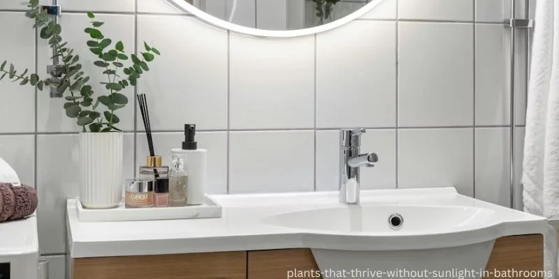 plants that thrive without sunlight in bathrooms