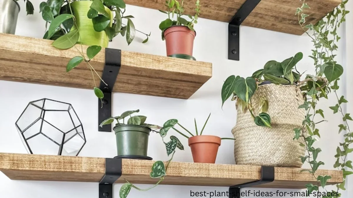 best plant shelf ideas for small spaces