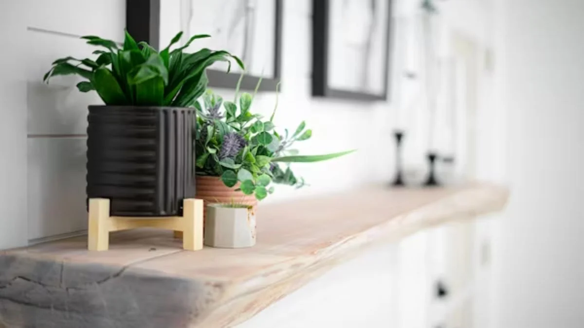 Corner Plant Shelves to Maximize Unused Areas