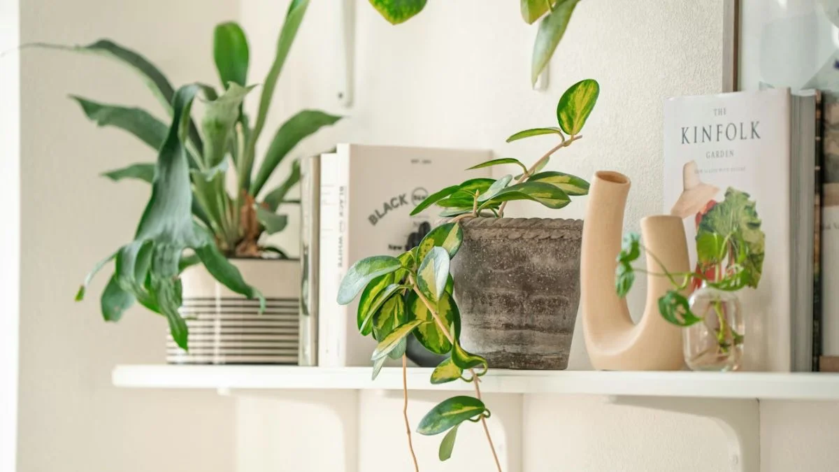 Maintain Shelf Plants Properly