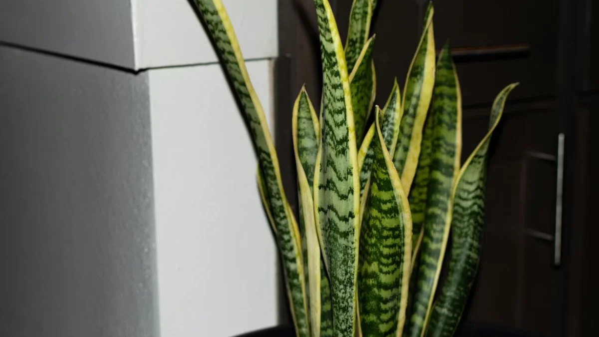 The snake plant is a top choice for Indoor Plants