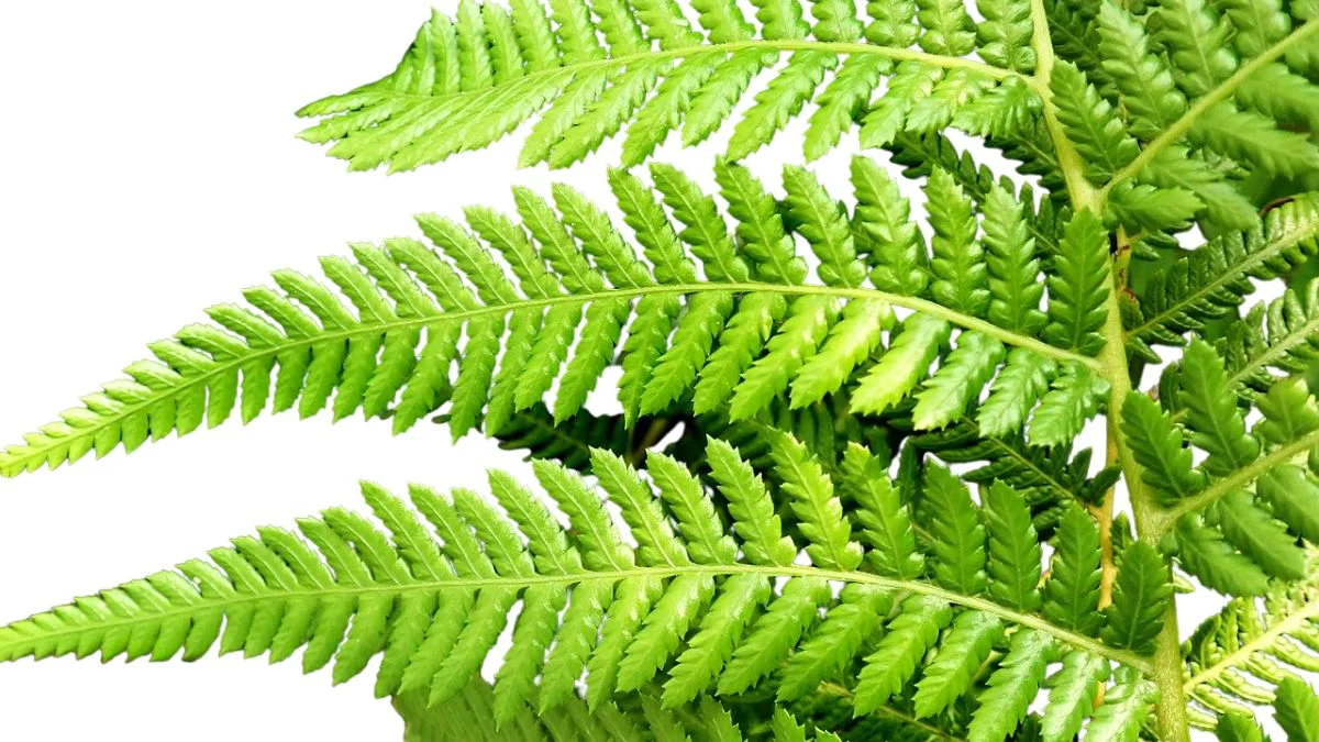 Boston ferns absorb toxins and freshen stale air
