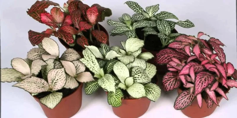 Style Small Indoor Plants for Nightstands