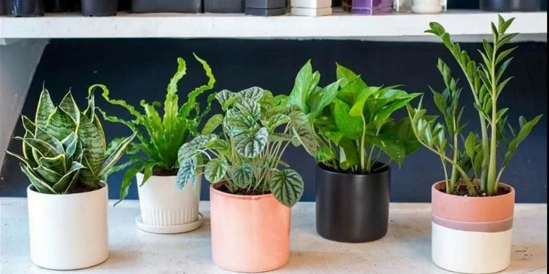 Top 10 Small Indoor Plants for Nightstands