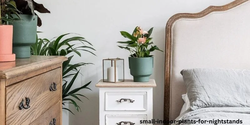 Small Indoor Plants for Nightstands