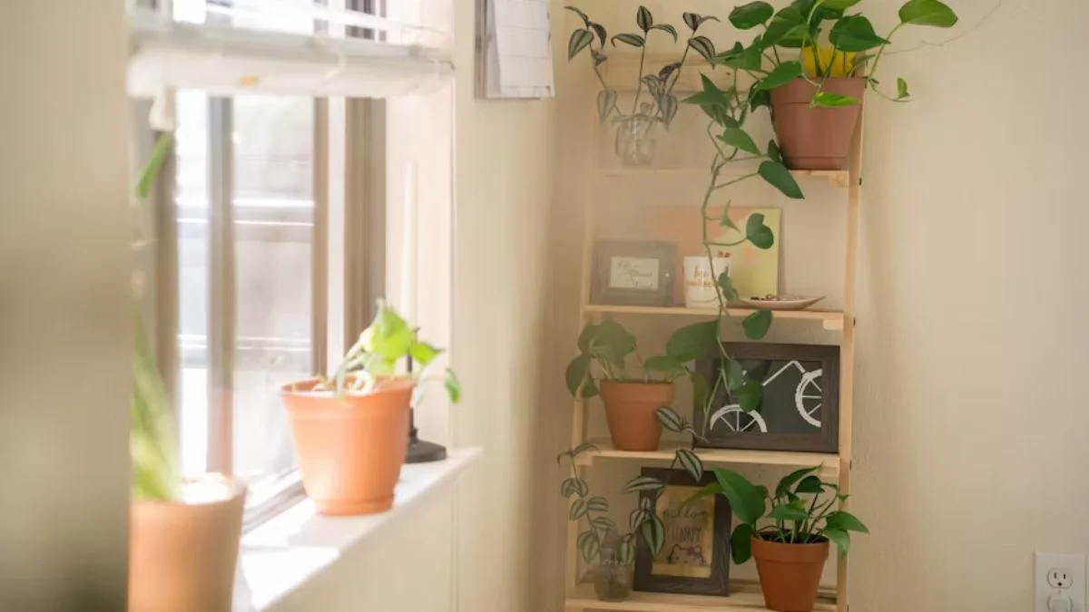 Use Vertical Plant Shelves