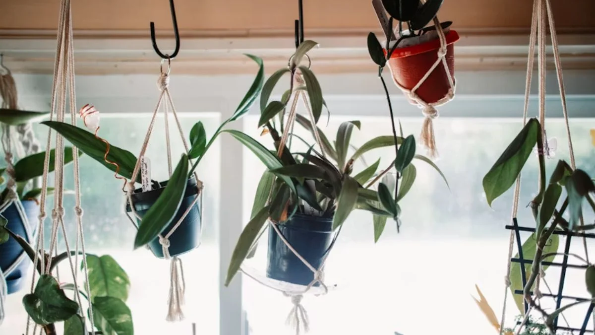Hang Plants Near Windows