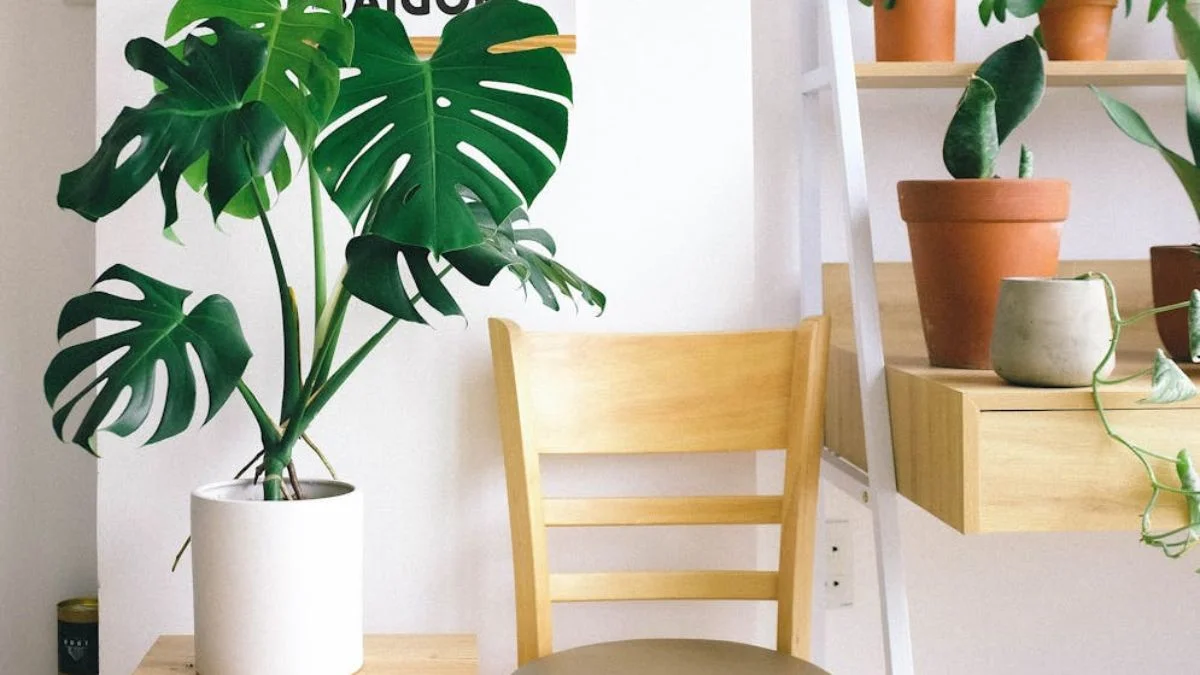 Use Ladder Shelves for Plant Displays