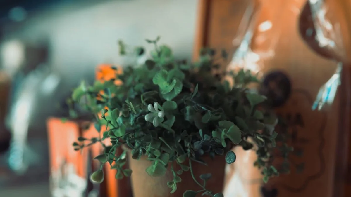 Expert Tips for Maintaining Indoor Plants in Small Spaces
