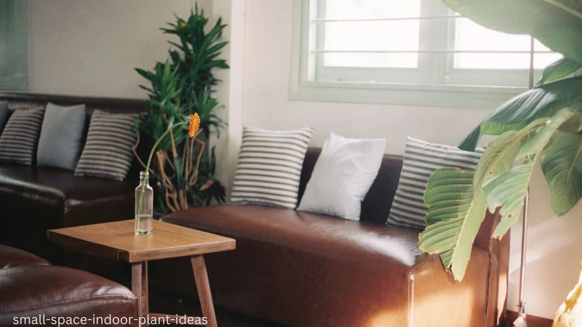 Small Space Indoor Plant Ideas