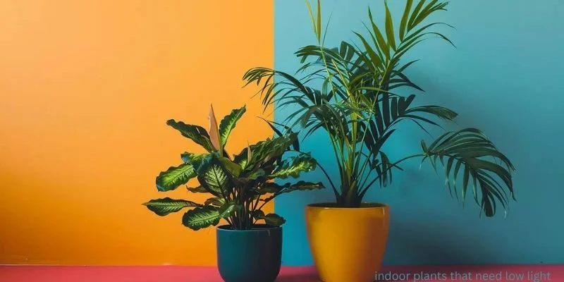 indoor plants that need low light