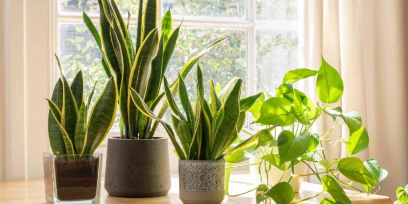 Snake plants and pothos placed near a window with bright indirect sunlight
