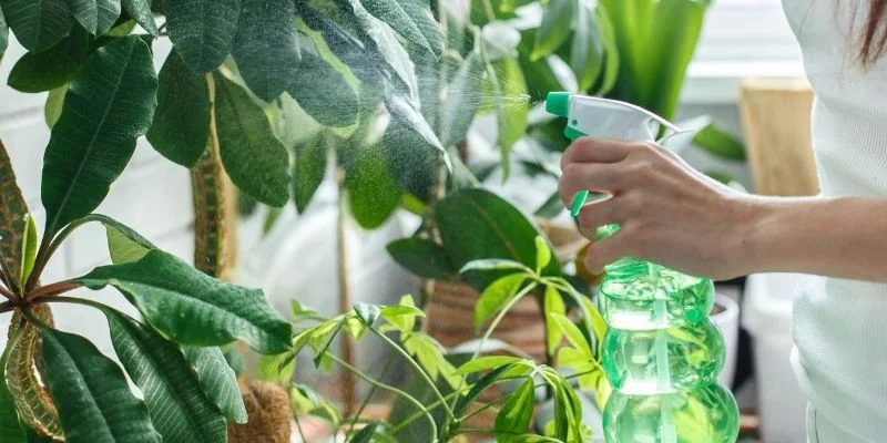 Care Tips for Sink-Side Plants