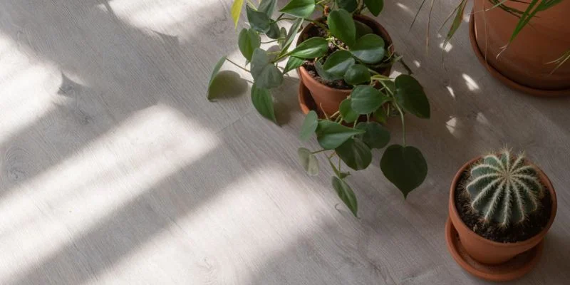 Indoor plants that need low light placed near a window with indirect sunlight