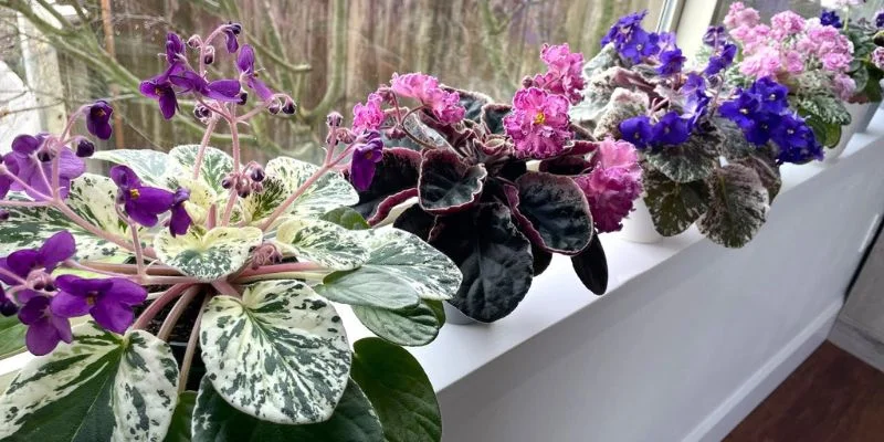 African Violet Indoor Plant
