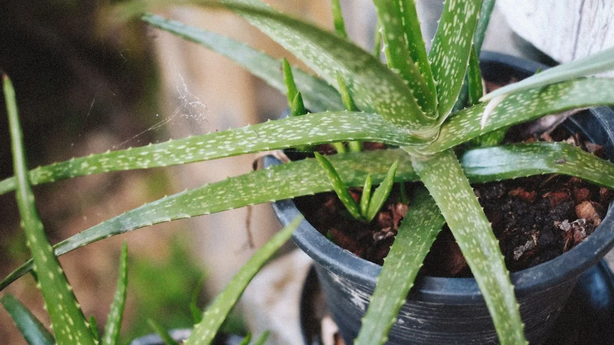 Aloe vera plant in a pot, a hardy succulent that tolerates dry indoor air
