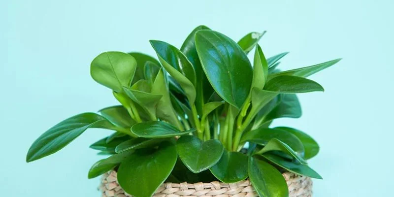 Baby Rubber Indoor Plant