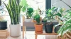 Best Indoor Plants for Beginners in Small Homes: 8 Easy Picks That Actually Survive - Post Thumbnail