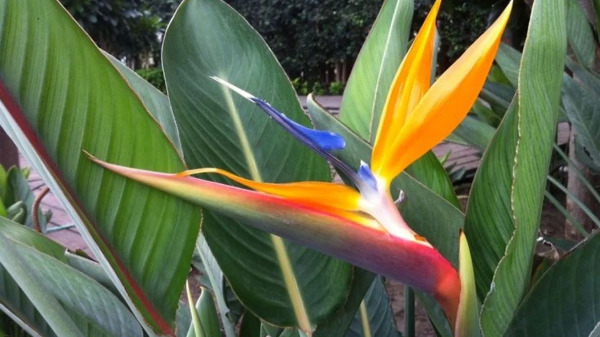 Bird of Paradise brings a tropical, luxurious feel.