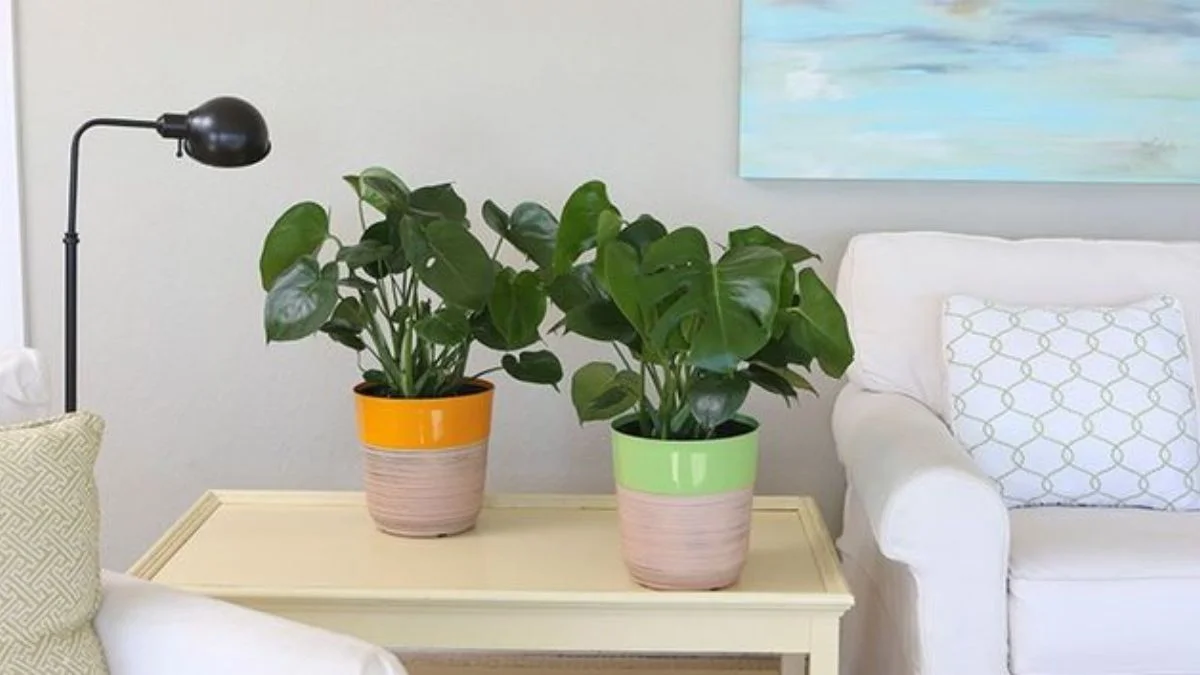 Monstera continues its reign as the "Instagram star" of the plant world