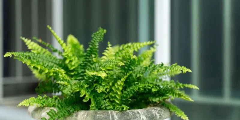 Boston Fern Indoor Plant