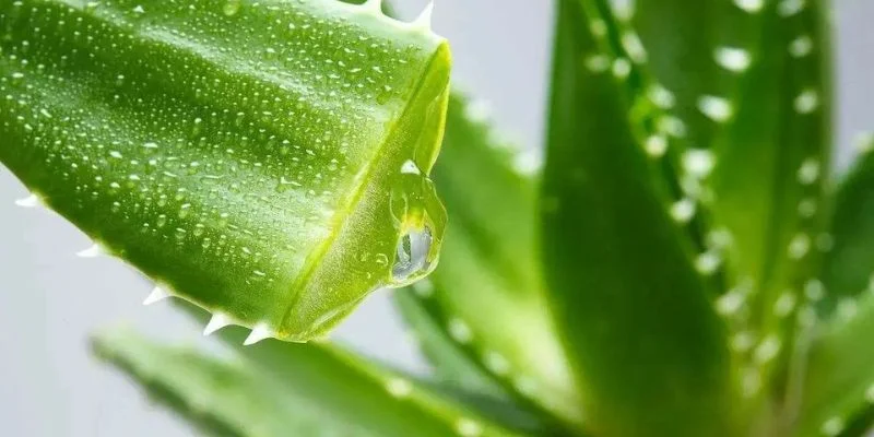 Benefits of aloe vera gel