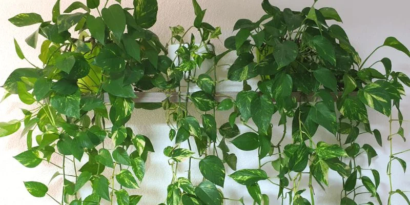 Pothos (Devil’s Ivy) indoor plants