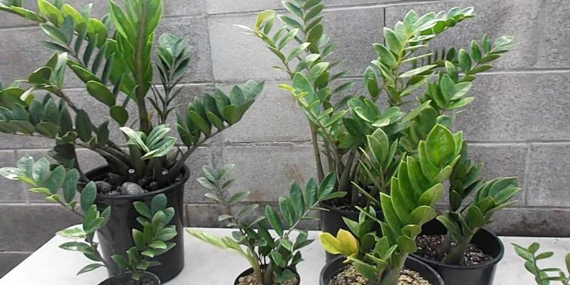 ZZ Plant (Zamioculcas zamiifolia) indoor plants