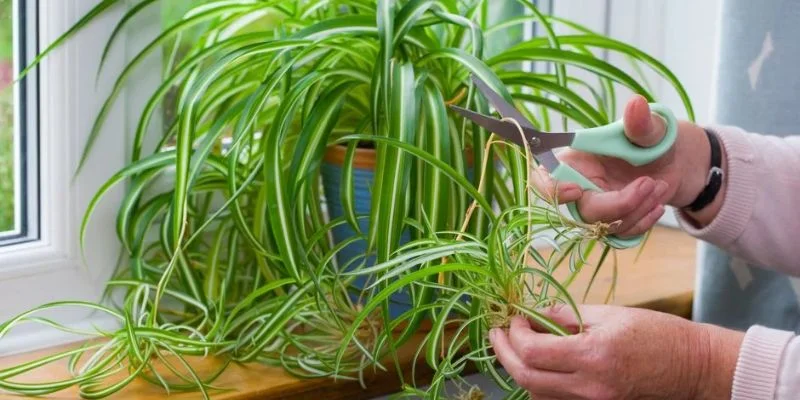 Spider Plant indoor plants