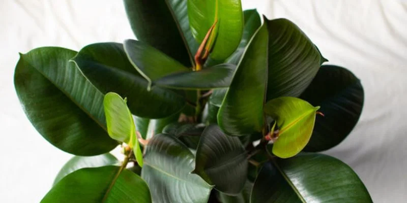 Rubber indoor plants
