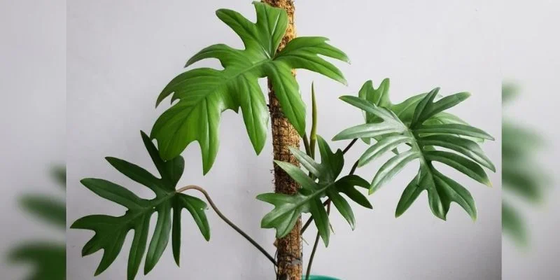 Philodendrons indoor plants