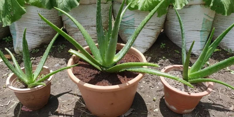 Aloe vera plant in terracotta pots