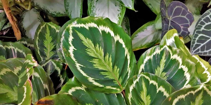 Calathea Indoor Plant (Prayer Plant)