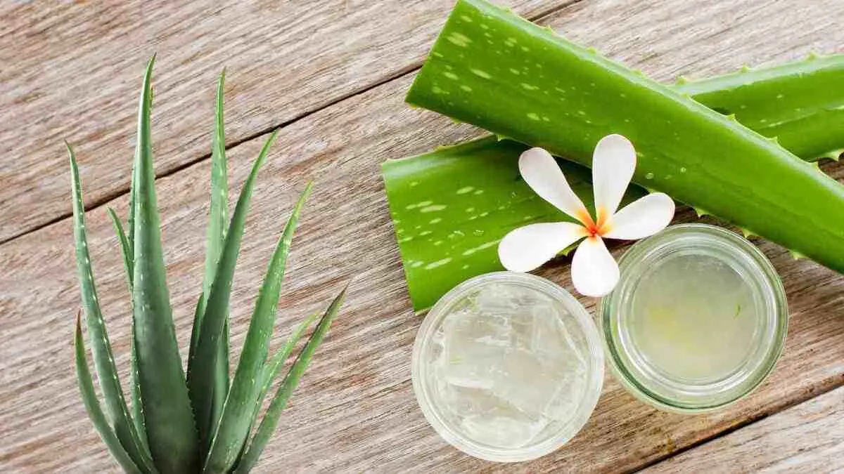 Easy To Care Aloe Vera Indoor Plants