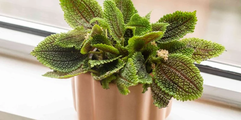 Friendship Indoor Plant