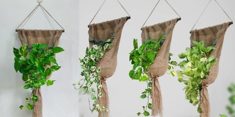 17 Best Hanging Plants for Living Room Spaces