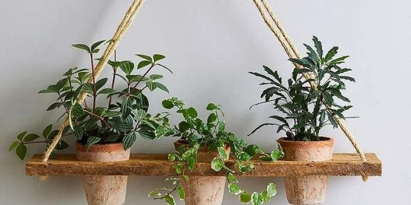 Choose Hanging Plants for Living Room Décor