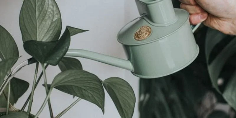 Watering & Care Tips