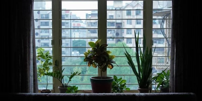 Decorate Window Sills with Mini Plants