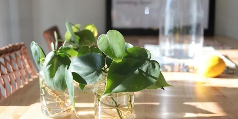 Use Transparent Glass Planters