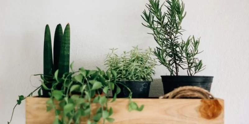 Use Wall-Mounted Planters