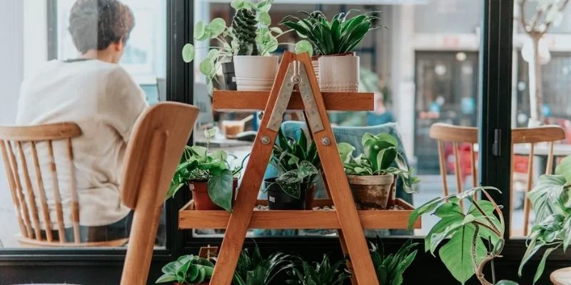 Indoor Ladder Plant Display