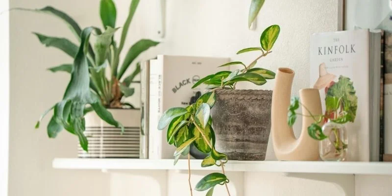 Floating Shelves with Plants