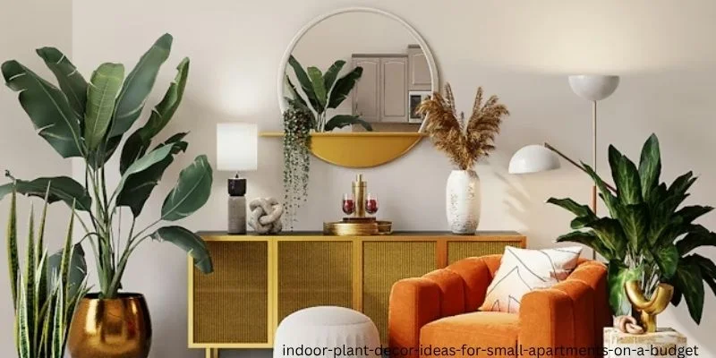 indoor plant decor ideas for small apartments on a budget