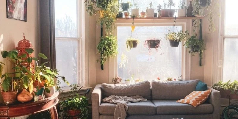 Hanging Planters Near Windows