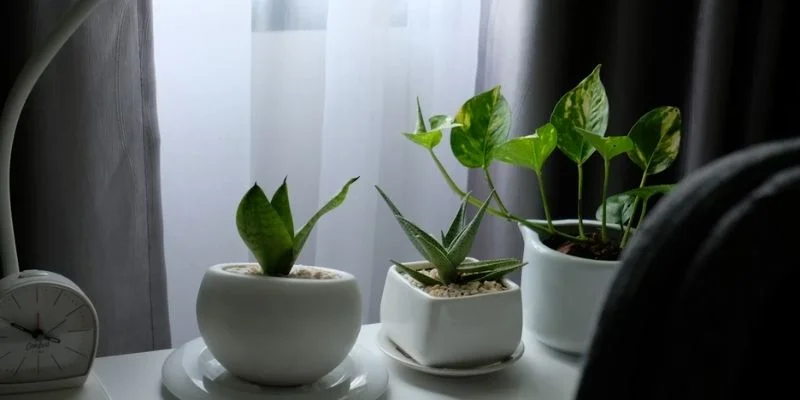 Best Plants for Small Home Setups