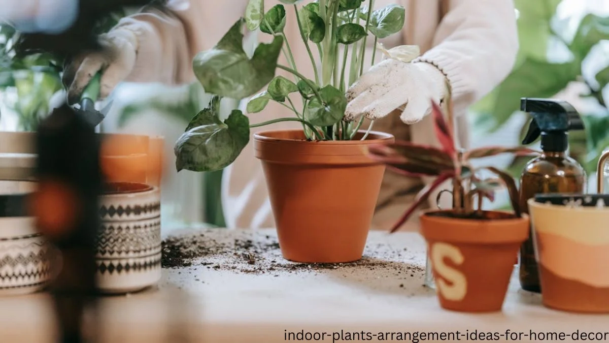 indoor plants arrangement ideas for home decor
