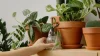 Indoor Plants That Don't Need Frequent Watering: 10 Easy Picks for Busy Homes - Post Thumbnail
