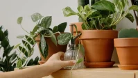 Indoor Plants That Don’t Need Frequent Watering: 10 Easy Picks for Busy Homes