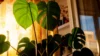 15 Indoor Plants That Need Low Light for Healthy & Stylish Homes - Post Thumbnail